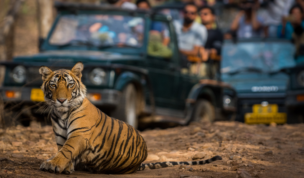 Ranthambore — Ancient Fort & Wildlife Wilderness